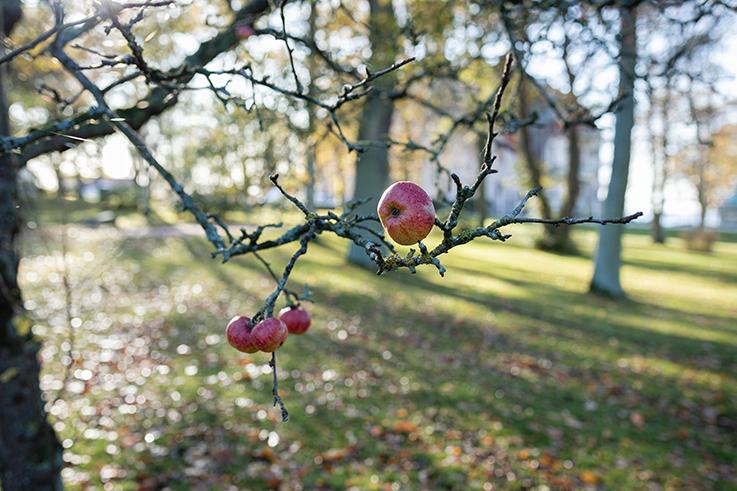 gås, gåsweekend, paket, slott